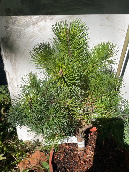 Pinus uncinata 'Tucan' - 30-35 cm