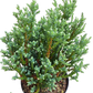 Chamaecyparis thyoides 'Versent' (BLUE ROCK) - 30-40 cm