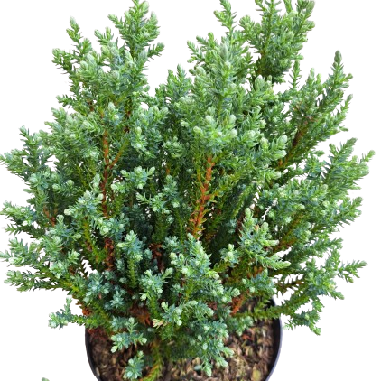 Chamaecyparis thyoides 'Versent' (BLUE ROCK) - 30-40 cm