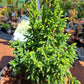 Juniperus pingii 'Hulsdonk Yellow' 25 cm
