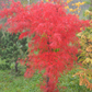 Arțar japonez Tamukeyama - acer palmatum tamukeyama