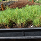 Pachet Pinus sylvestris, Pinus nigra, Pinus thunbergii