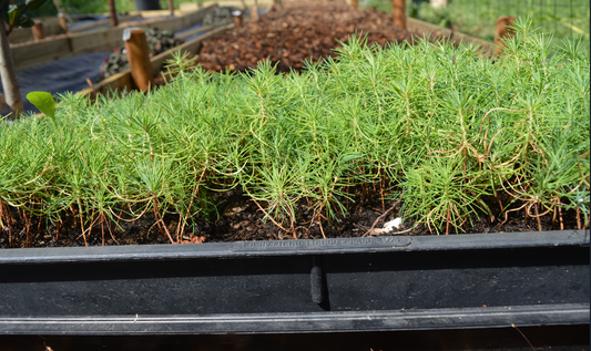 Pachet Pinus sylvestris, Pinus nigra, Pinus thunbergii