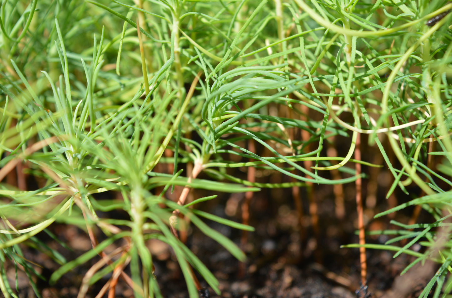 Pachet Pinus sylvestris, Pinus nigra, Pinus thunbergii