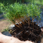 Pachet Pinus sylvestris, Pinus nigra, Pinus thunbergii