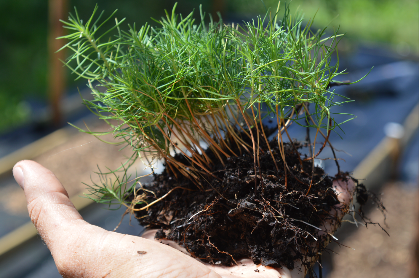 Pachet Pinus sylvestris, Pinus nigra, Pinus thunbergii