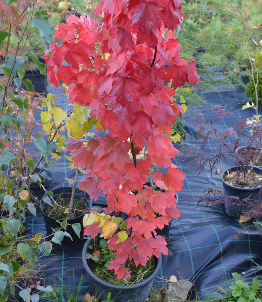 Arțar rosu October Glory - Acer rubrum October Glory