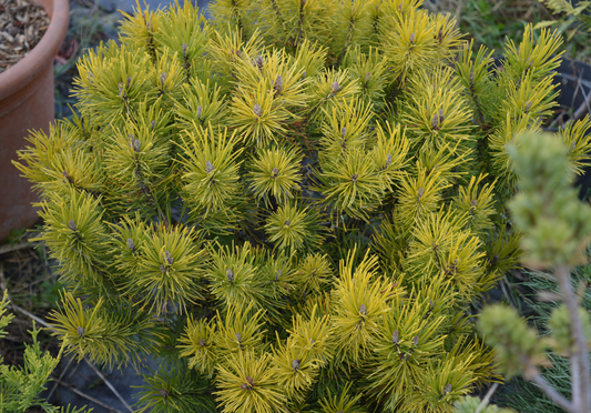 Pinus mugho Ophir