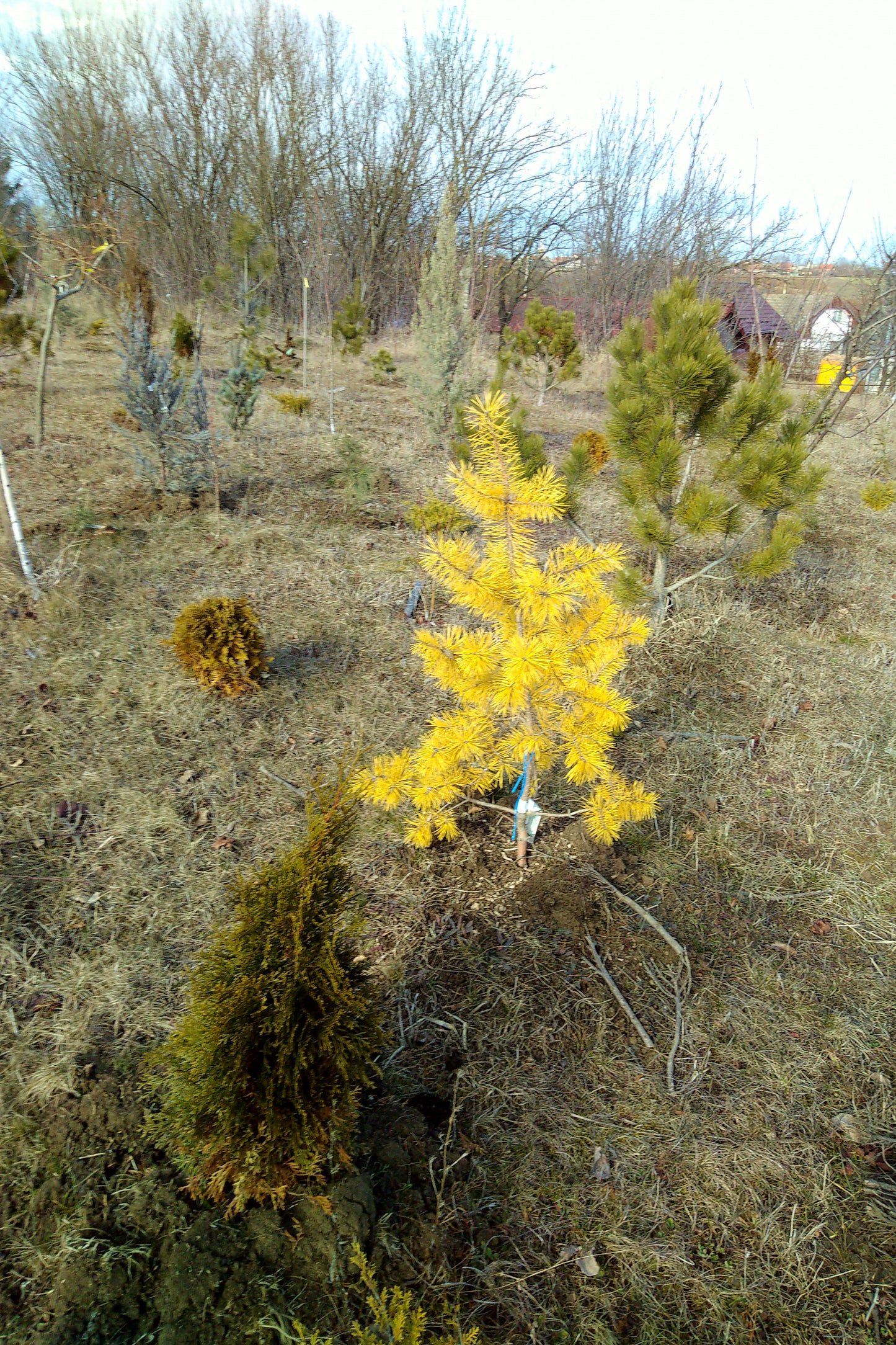 Pinus sylvestris Meffengowd