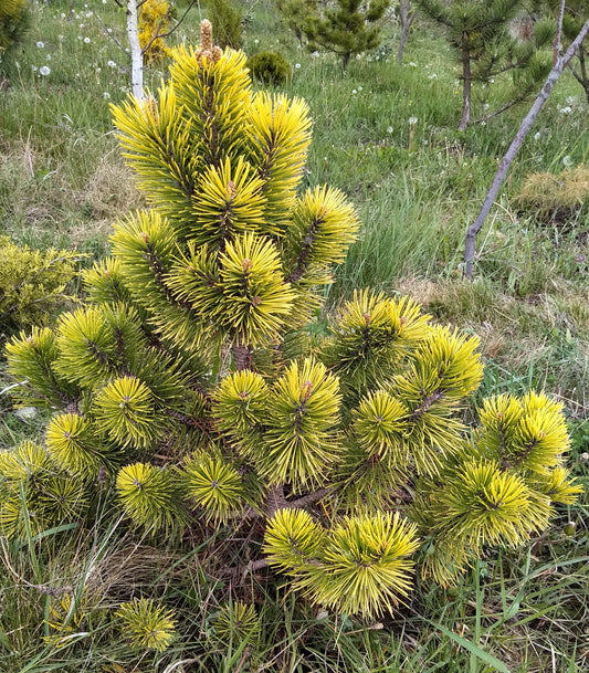 Pinus mugo Zundert