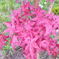 Arțar japonez Shiraz - Acer Palmatum