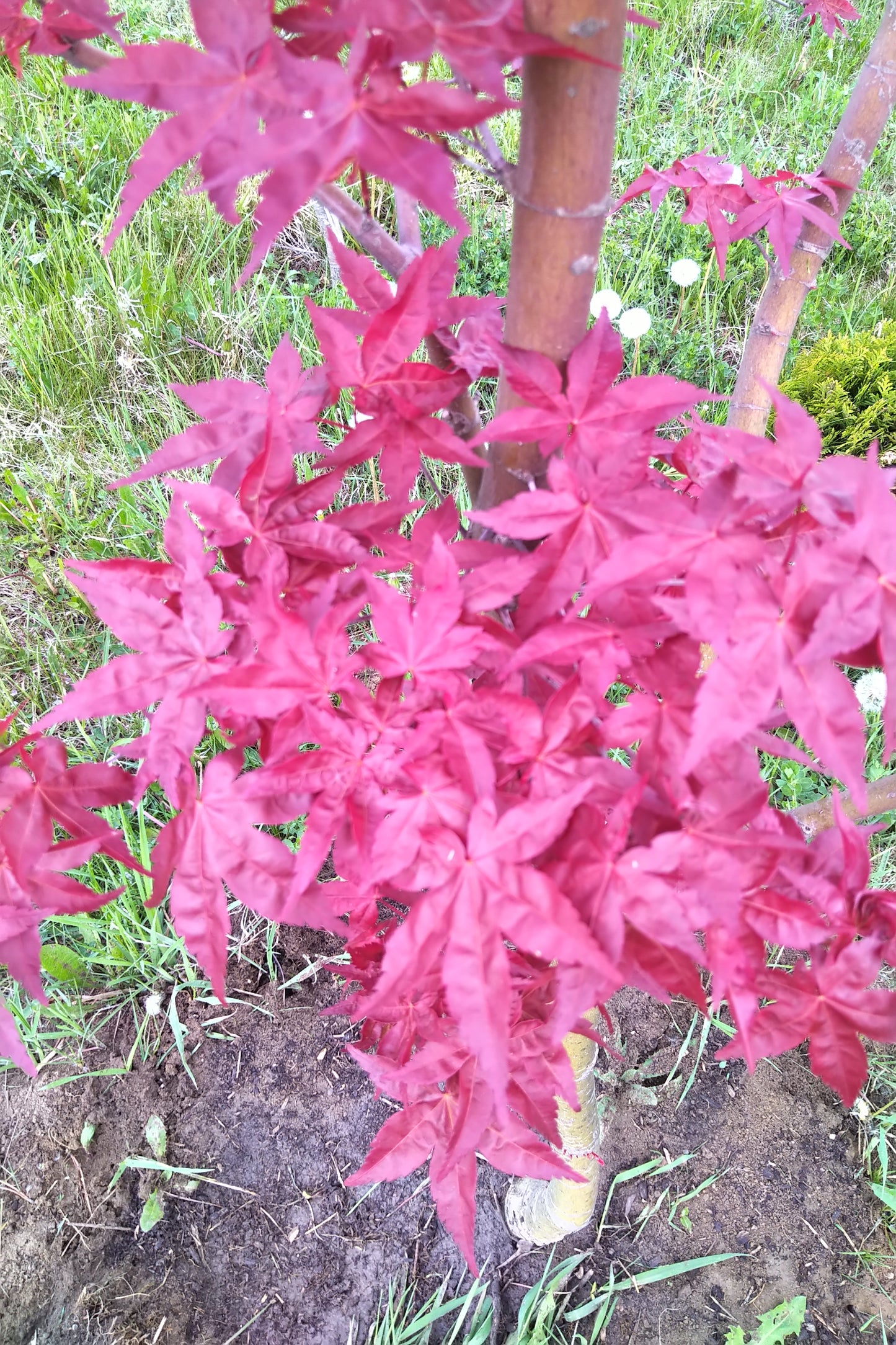 Arțar japonez Shiraz - Acer Palmatum