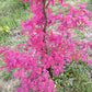 Arțar japonez Shiraz - Acer Palmatum