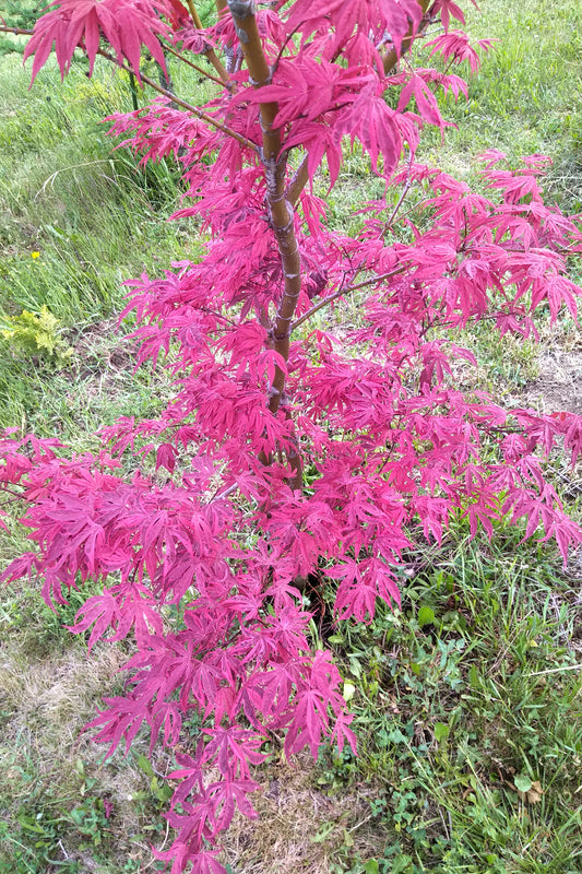 Arțar japonez Shiraz - Acer Palmatum