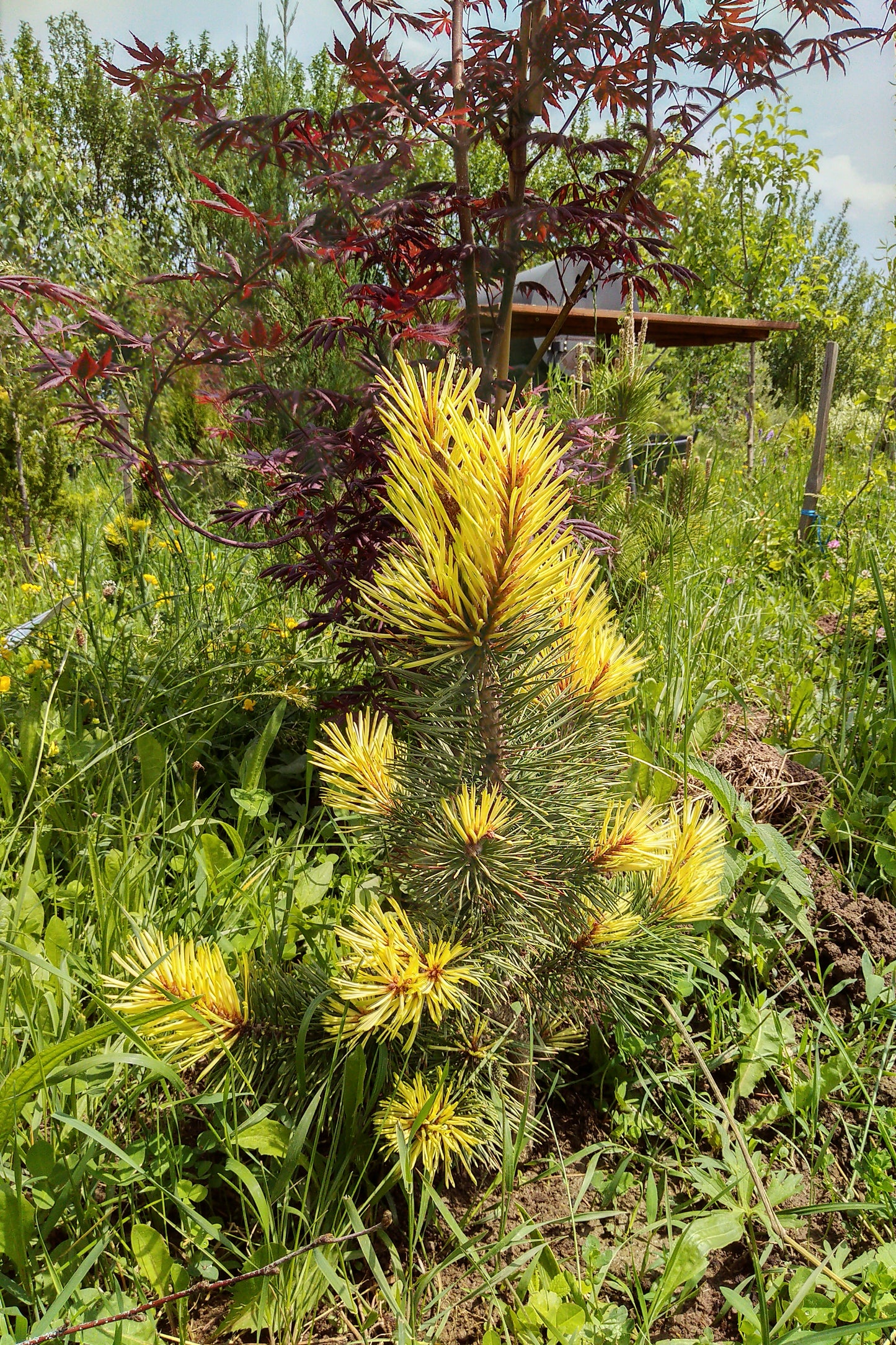 Pinus contorta Taylor's Sunburst - 50 cm - Raritate