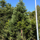 Arborele mamut Sequoia - Sequoiadendron giganteum 60 cm