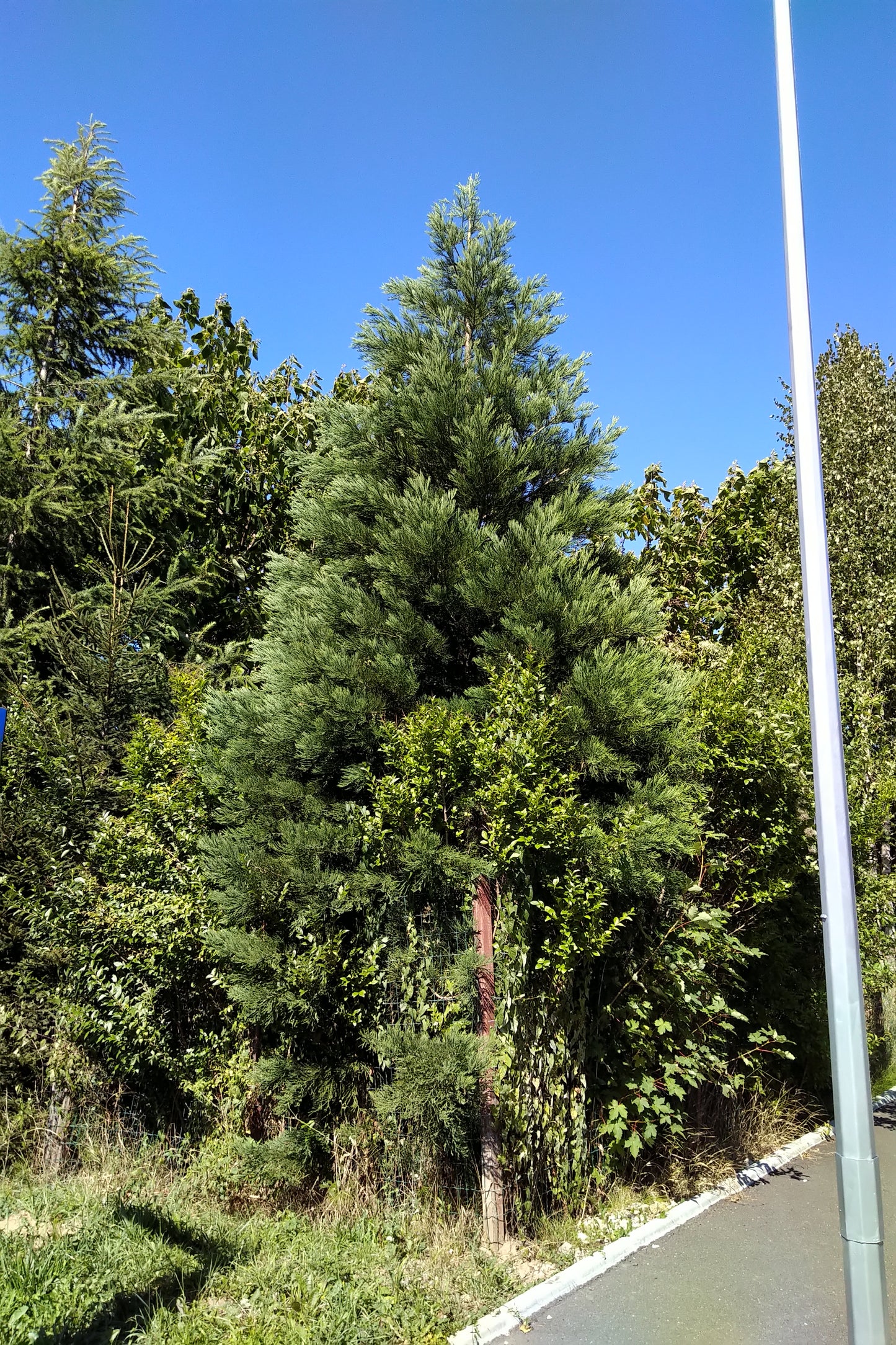 Arborele mamut Sequoia - Sequoiadendron giganteum 60 cm