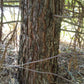 Arborele mamut Sequoia - Sequoiadendron giganteum 60 cm