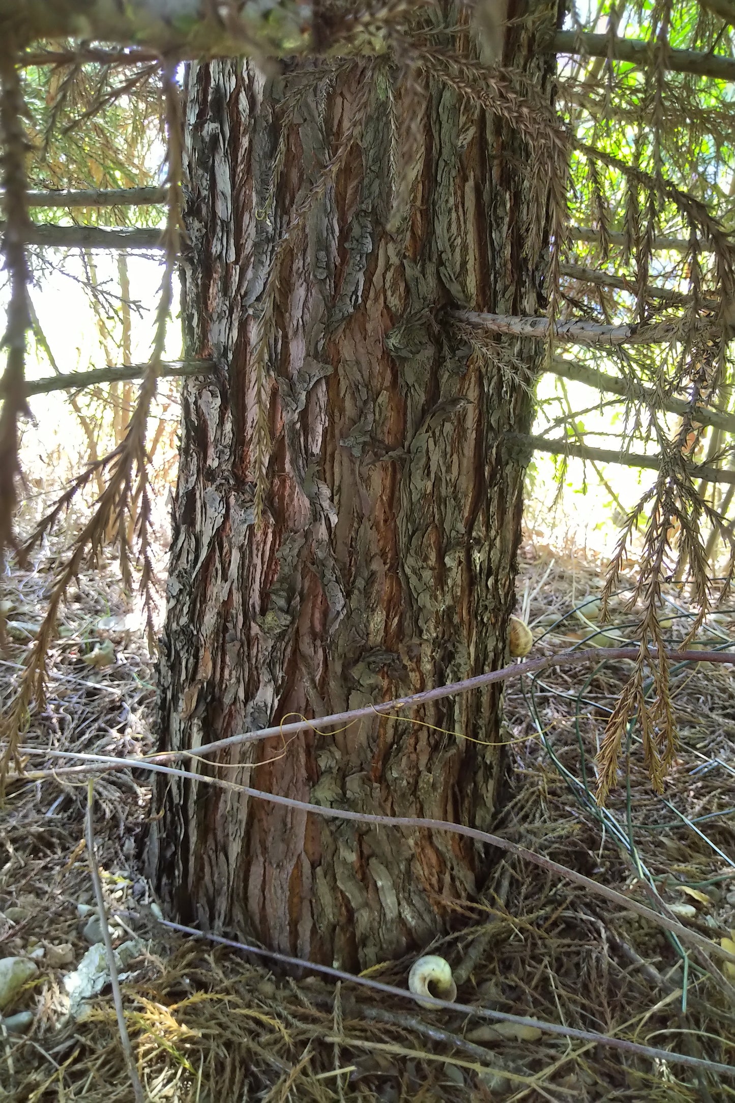 Arborele mamut Sequoia - Sequoiadendron giganteum 60 cm