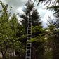 Arborele mamut Sequoia - Sequoiadendron giganteum 60 cm