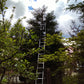 Arborele mamut Sequoia - Sequoiadendron giganteum 60 cm