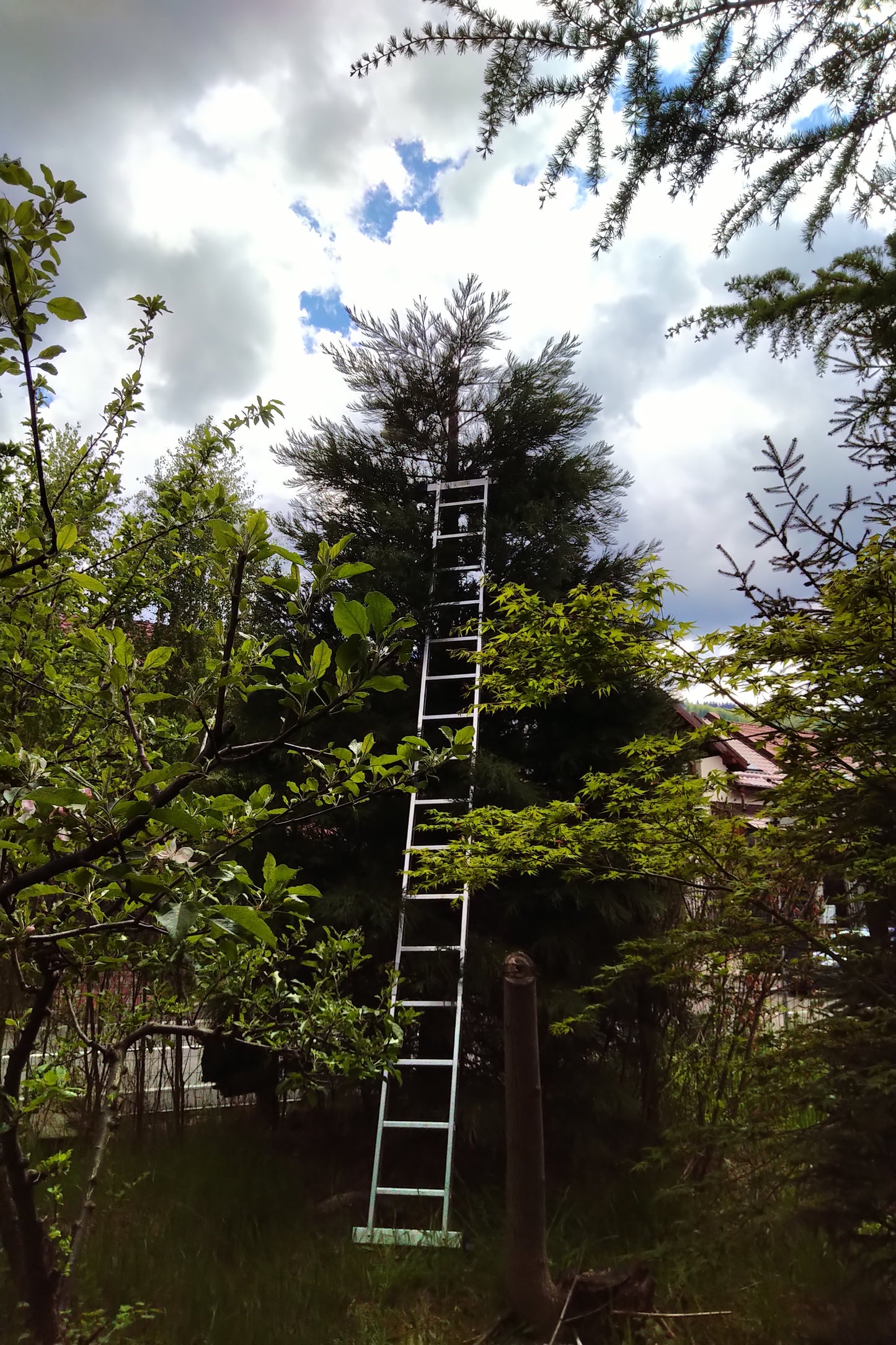 Arborele mamut Sequoia - Sequoiadendron giganteum 60 cm