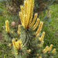 Pinus contorta Taylor's Sunburst - 50 cm - Raritate