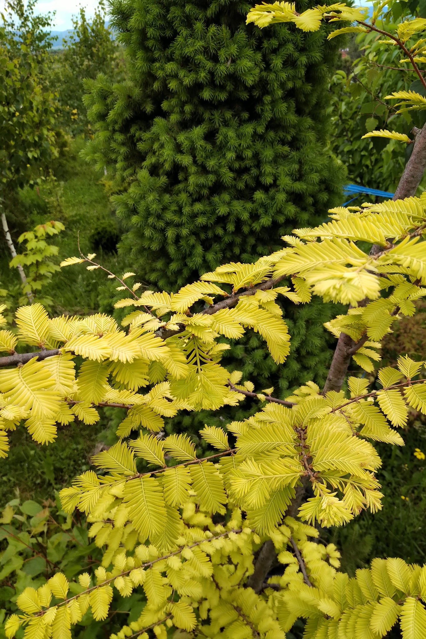 Metasequoia glybtostroboides Gold Rush