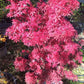 Arțar japonez Shaina - Acer palmatum Shaina