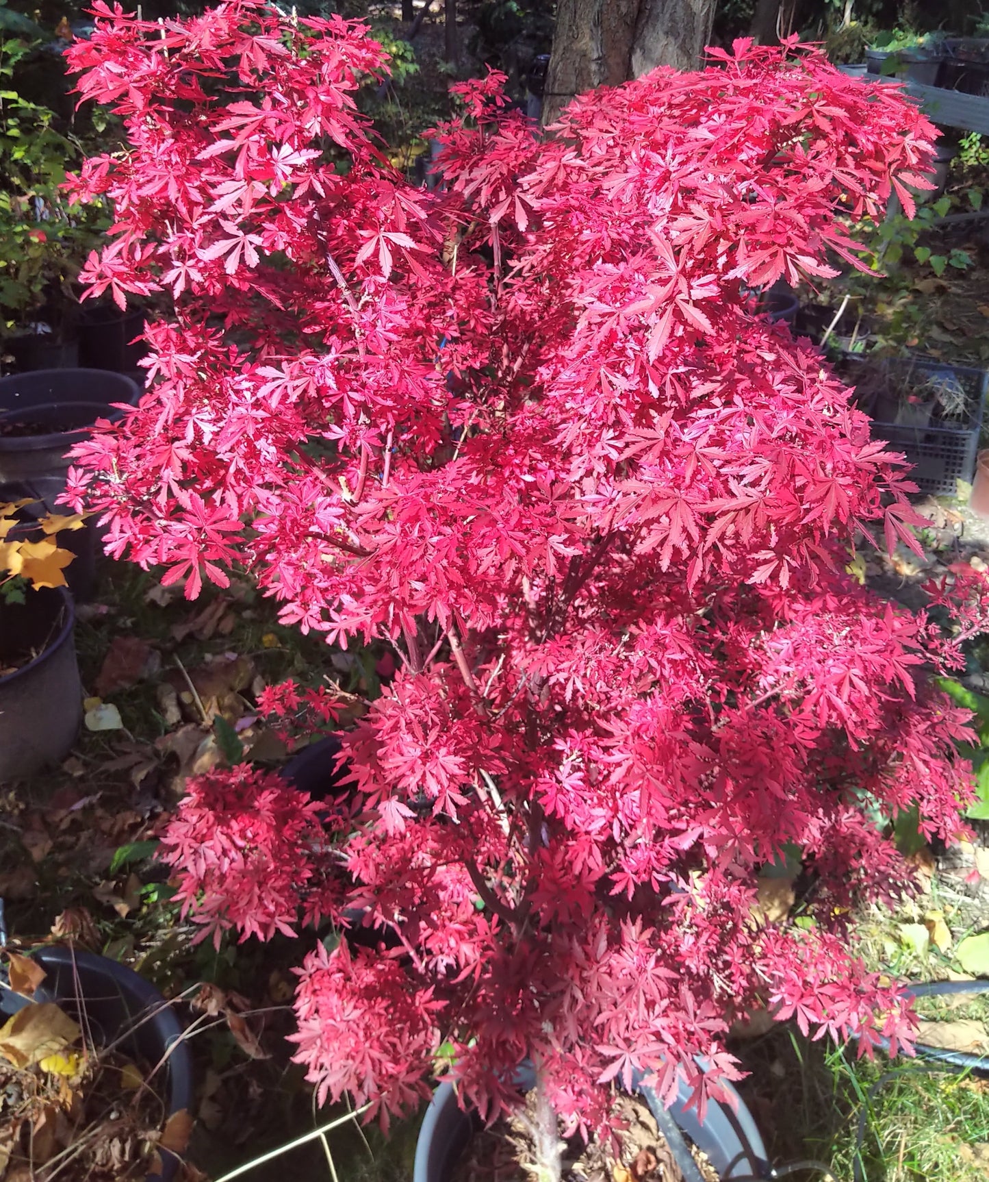 Arțar japonez Shaina - Acer palmatum Shaina