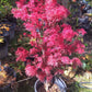 Arțar japonez Shaina - Acer palmatum Shaina