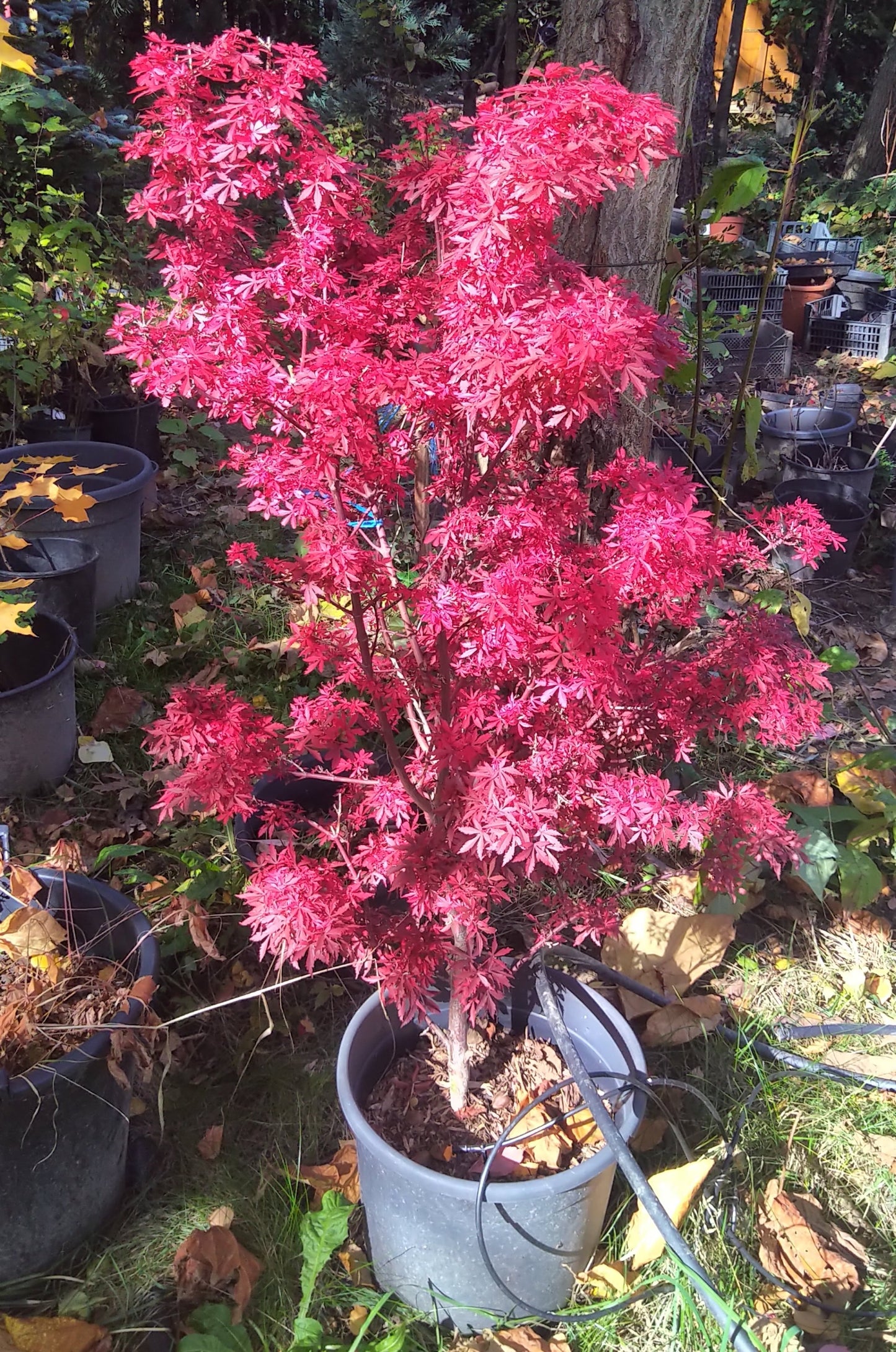 Arțar japonez Shaina - Acer palmatum Shaina