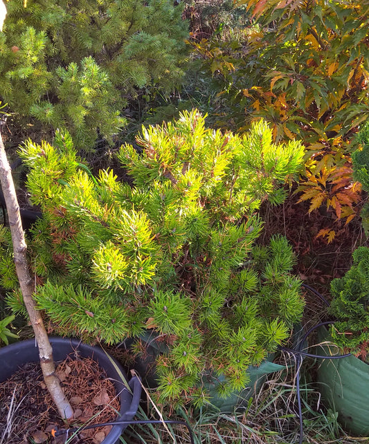 Pinus banksiana Stiavnica