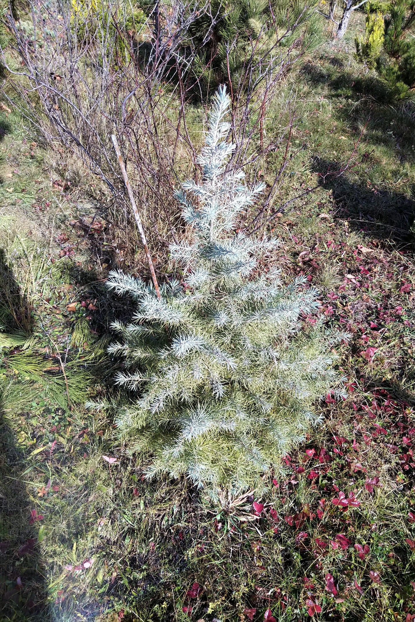 Cedrus deodara Feeling Blue