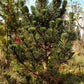 Pinus thunbergii Kotobuki - Japanese black pine - 80 cm