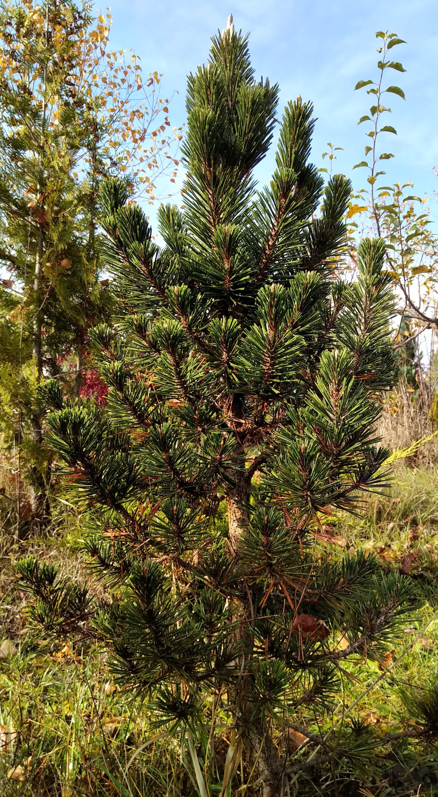 Pinus thunbergii Kotobuki - Japanese black pine