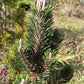 Pinus thunbergii Kotobuki - Japanese black pine - 80 cm
