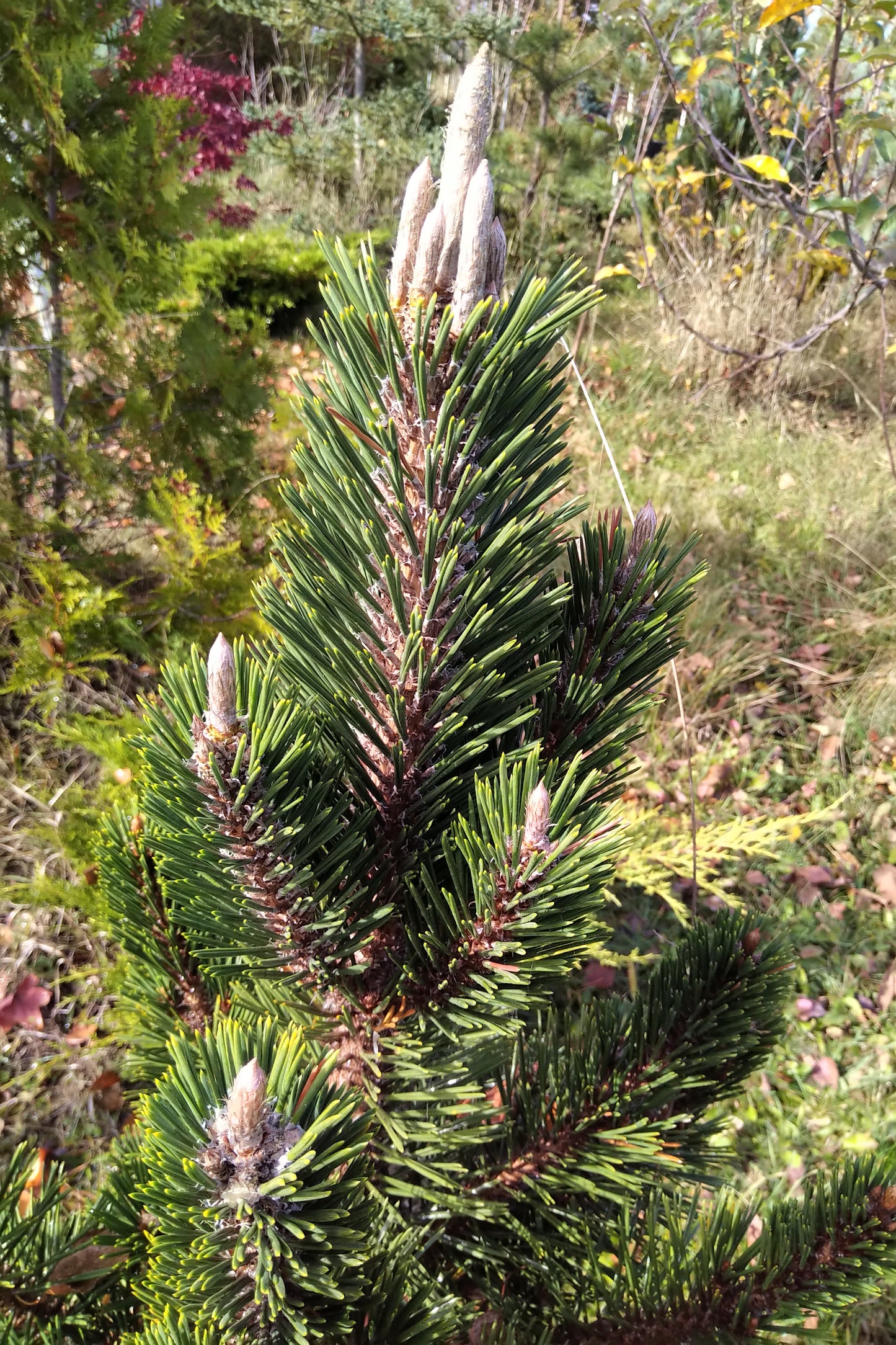 Pinus thunbergii Kotobuki - Japanese black pine