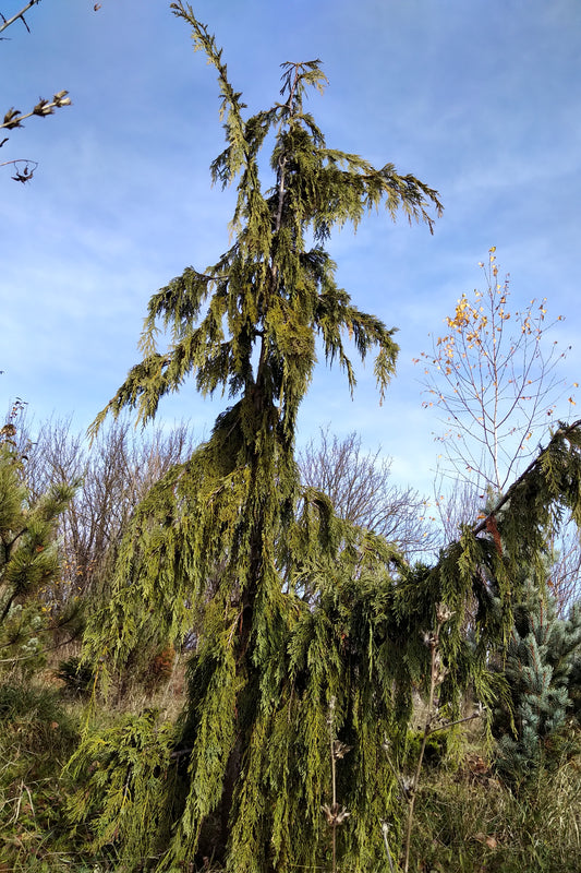 Chamaecyparis nootkatensis 'Pendula' (Nootka Cypress)