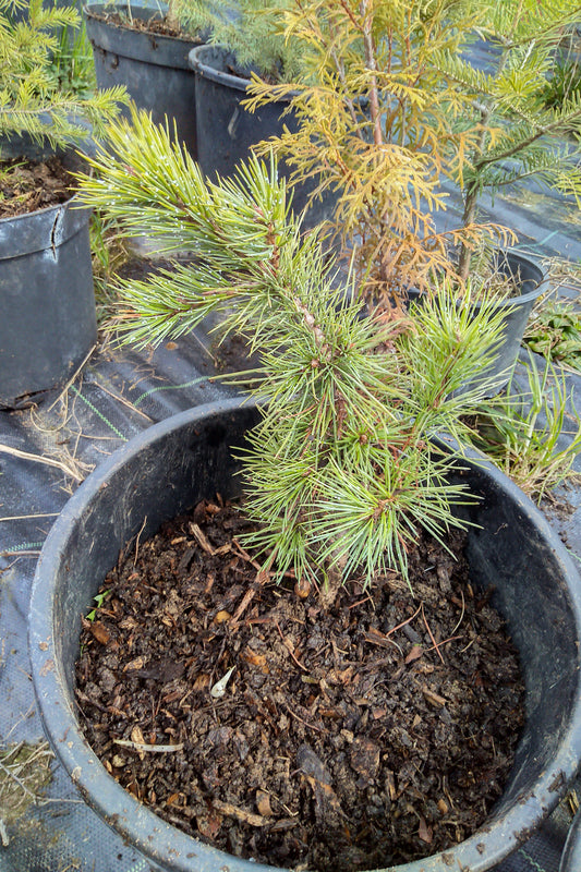 Pinus aristata