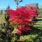 Arțar japonez Tamukeyama - acer palmatum tamukeyama