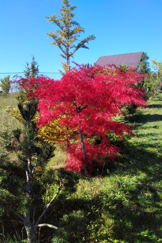 Arțar japonez Tamukeyama - acer palmatum tamukeyama