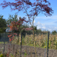 Arțar japonez Seiryu - Acer palmatum Seiryu