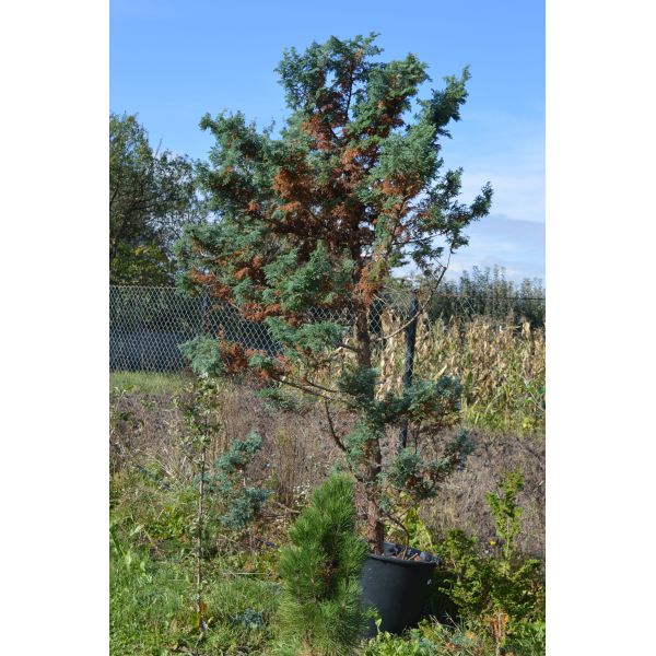 Chamacyparis Pisifera Boulevard