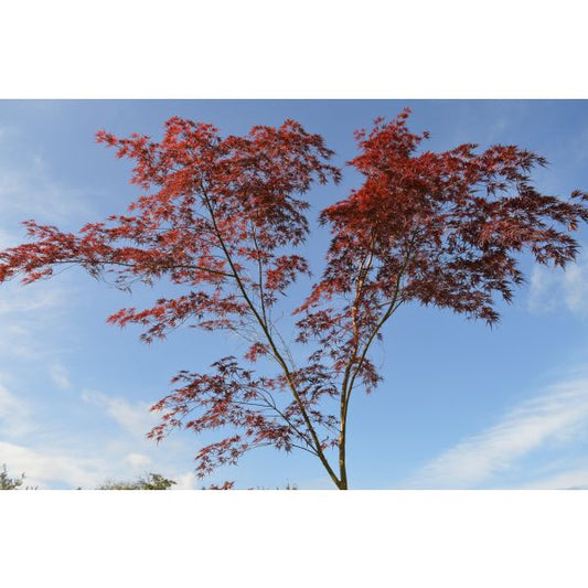 Arțar japonez Seiryu - Acer palmatum Seiryu