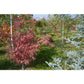 Arțar japonez Shiraz - Acer Palmatum